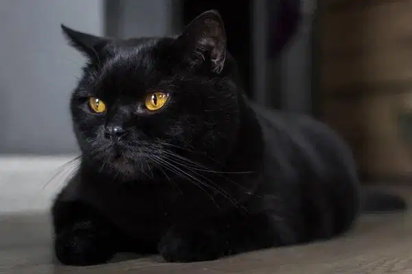 Scottish straight manja banget pet only