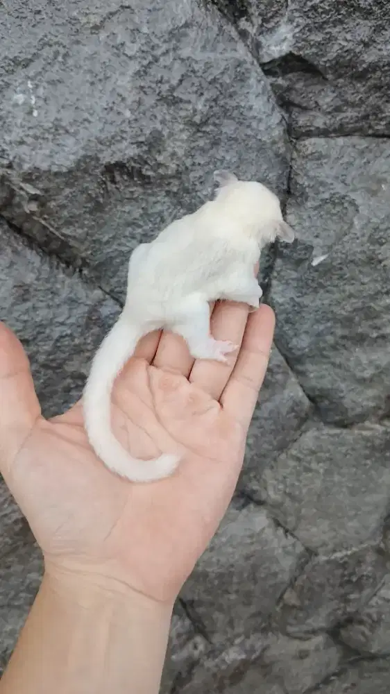 Sugar glider joey platmoz warna soft
