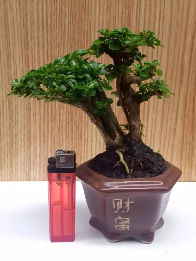 Bonsai Sancang Pot Keramik