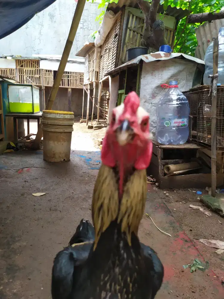 Bangkok Pama X mangon