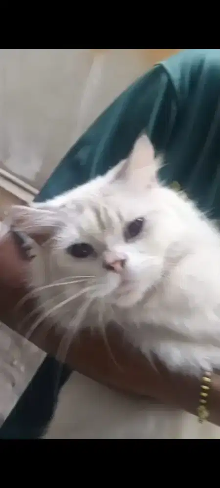 lepass adop buluu bersih