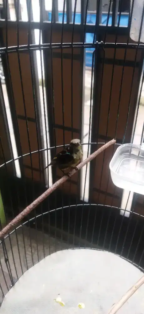 Konin trotol dada coklat rajin burja