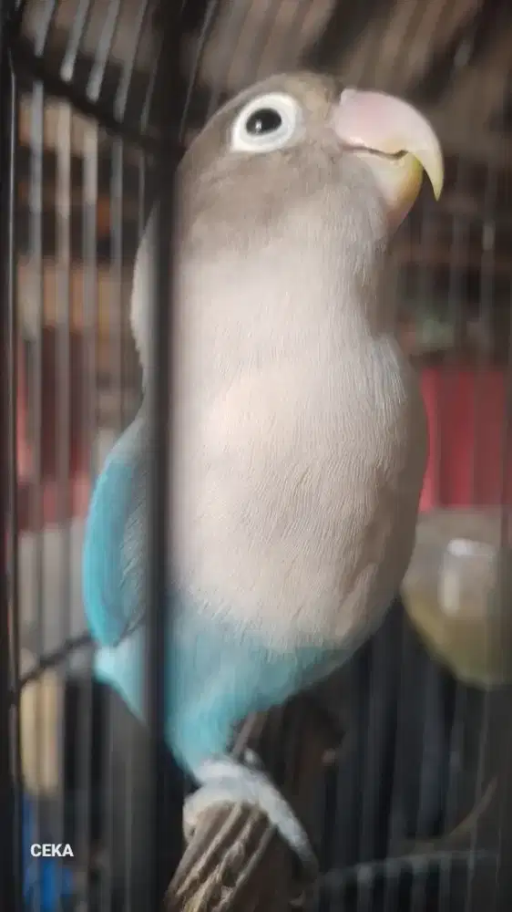 Burung love bird betina dewasa