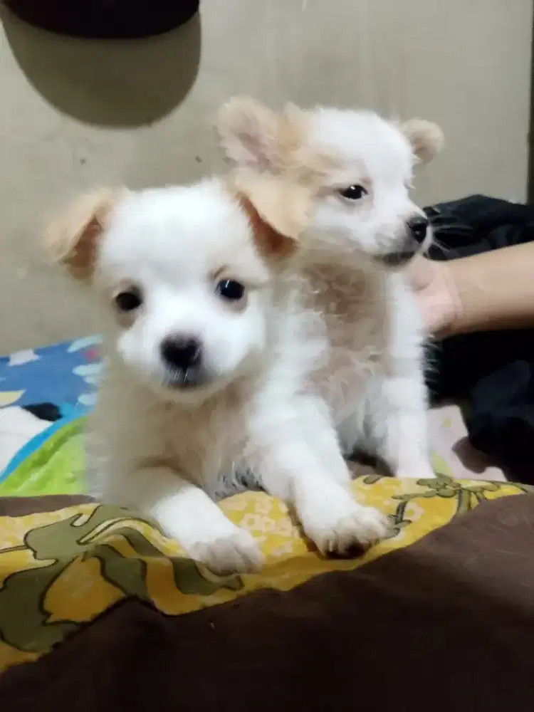 Minipom , mini dan gemesin
