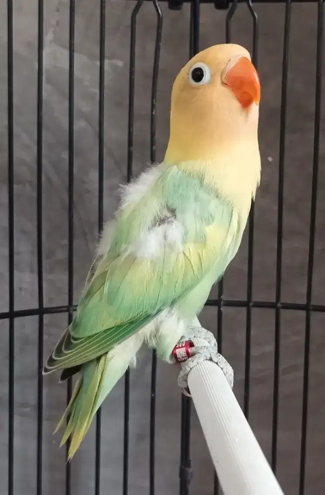 Burung Lovebird love bird Biola Aqua Pied Blue1 paud aman milet