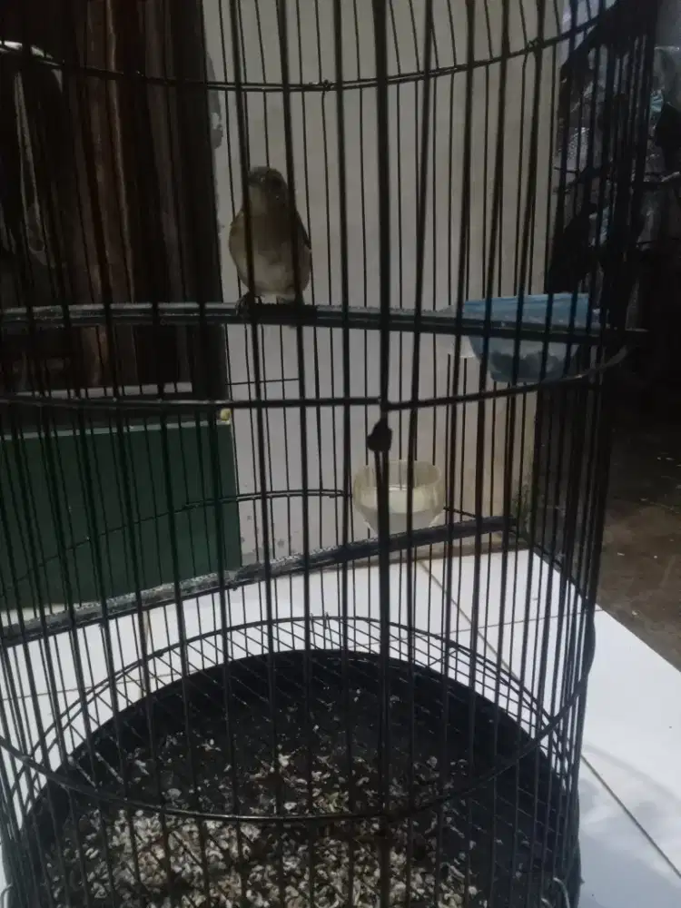 Burung flamboyan gacor