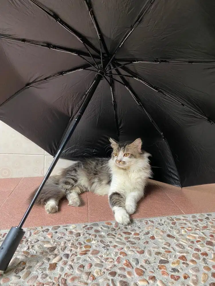 Adopsi kucing ras campuran gratis