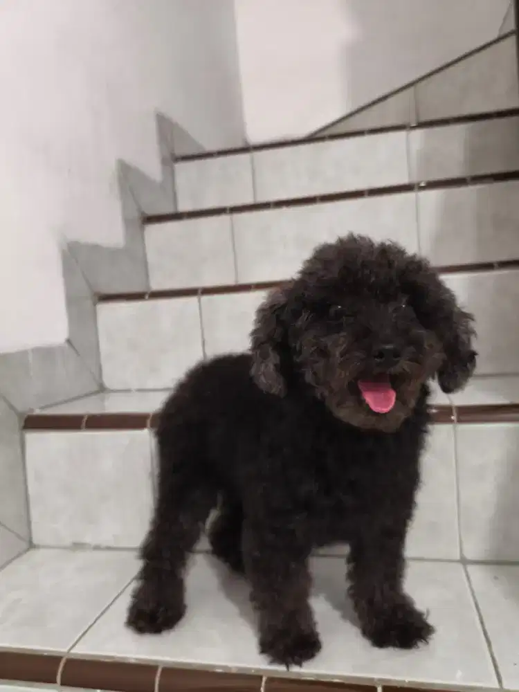 Anjing poodle betina