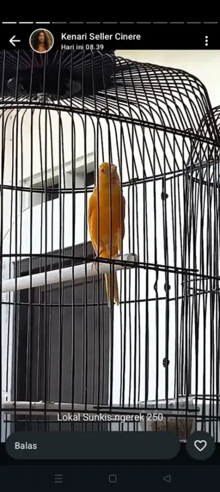 Burung kenari f1 PAUD udh bunyi
