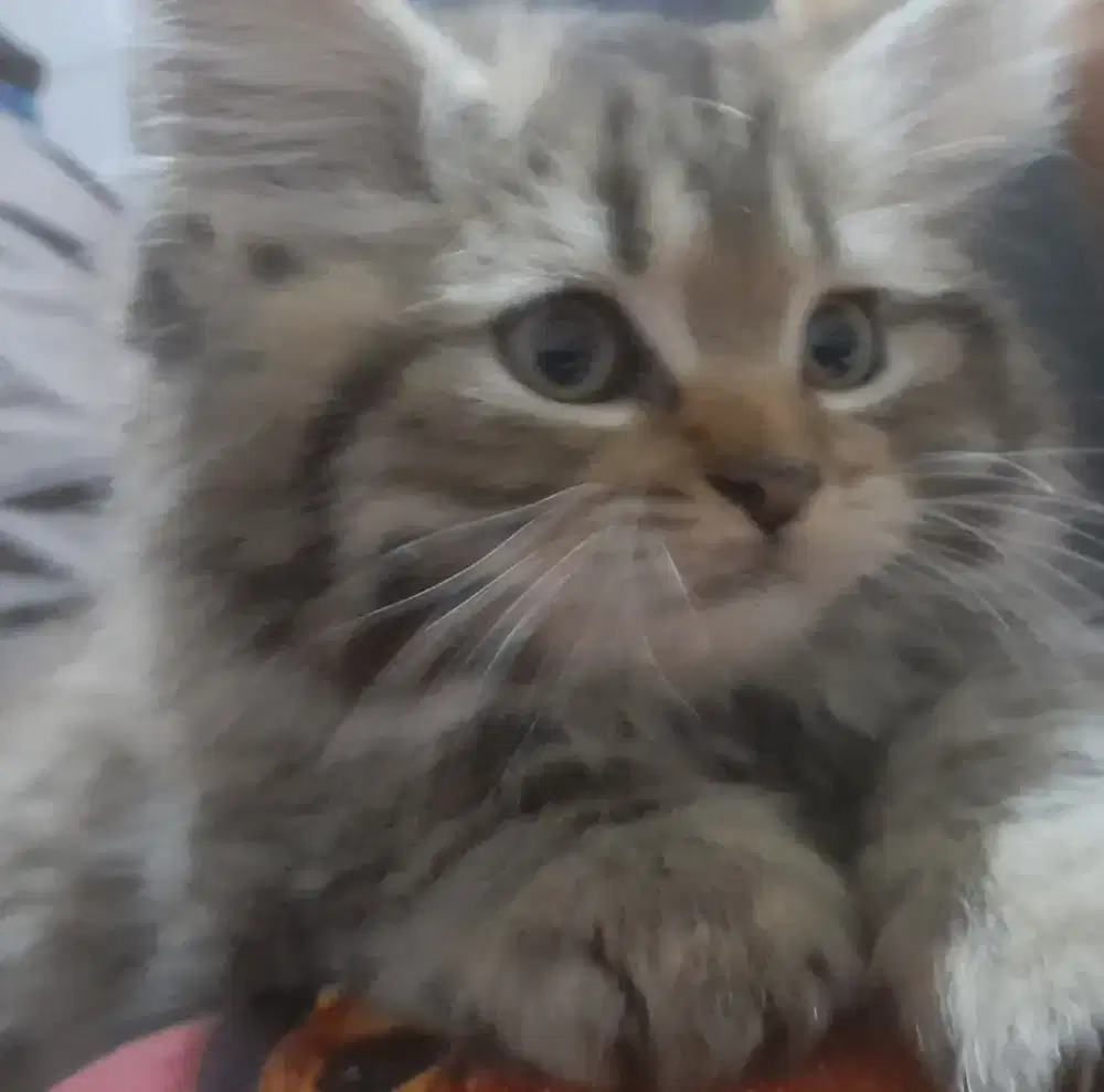 Jual Kitten Jantan 2,5 Bln Warna Tupai Abu Kekuningan