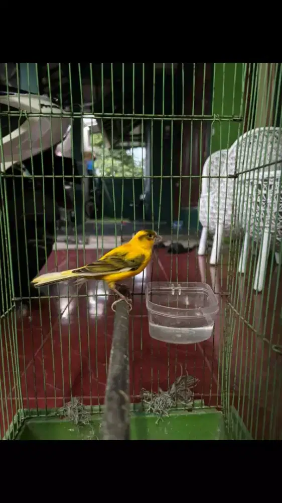 Burung Kenari Bon Mabung