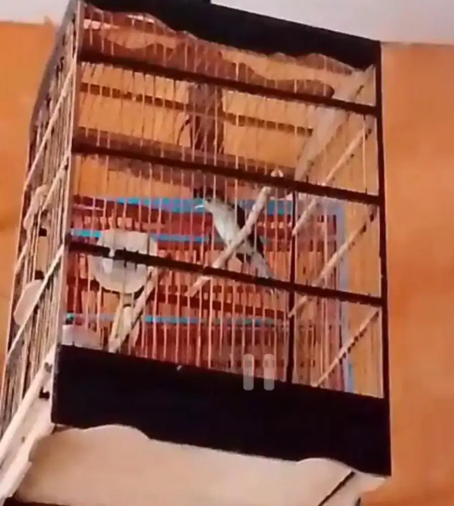 Burung bayman rajin bunyi