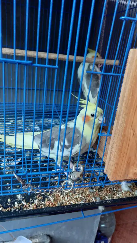 Parkit Australia Falk Cockatiel
