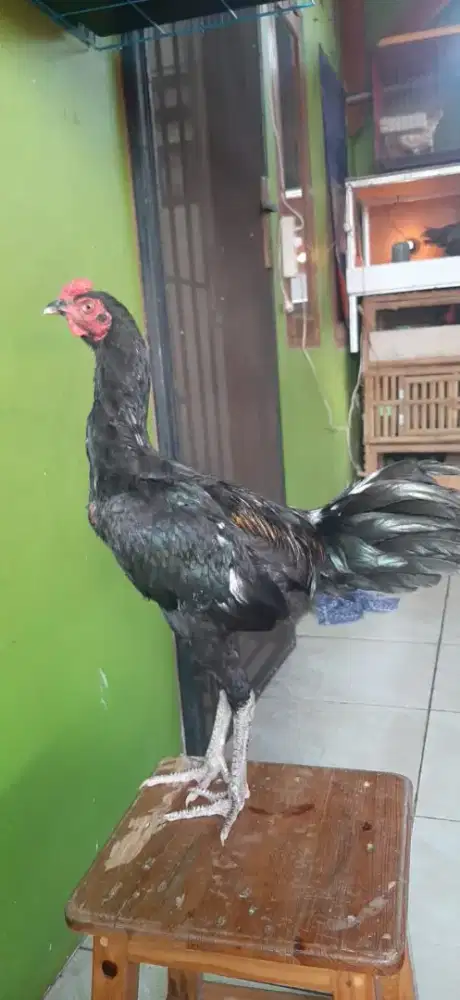 Ayam bangkok mangon muda