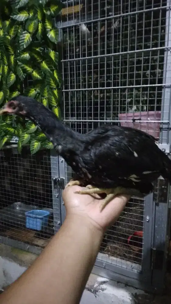 Ayam bangkok usia 2 bulan