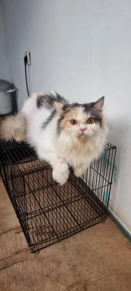 Kucing persian longhair