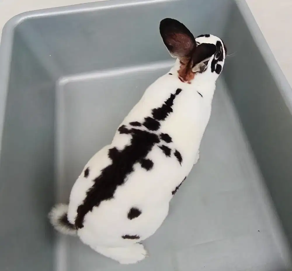 Kelinci rex 8 bulan birahi