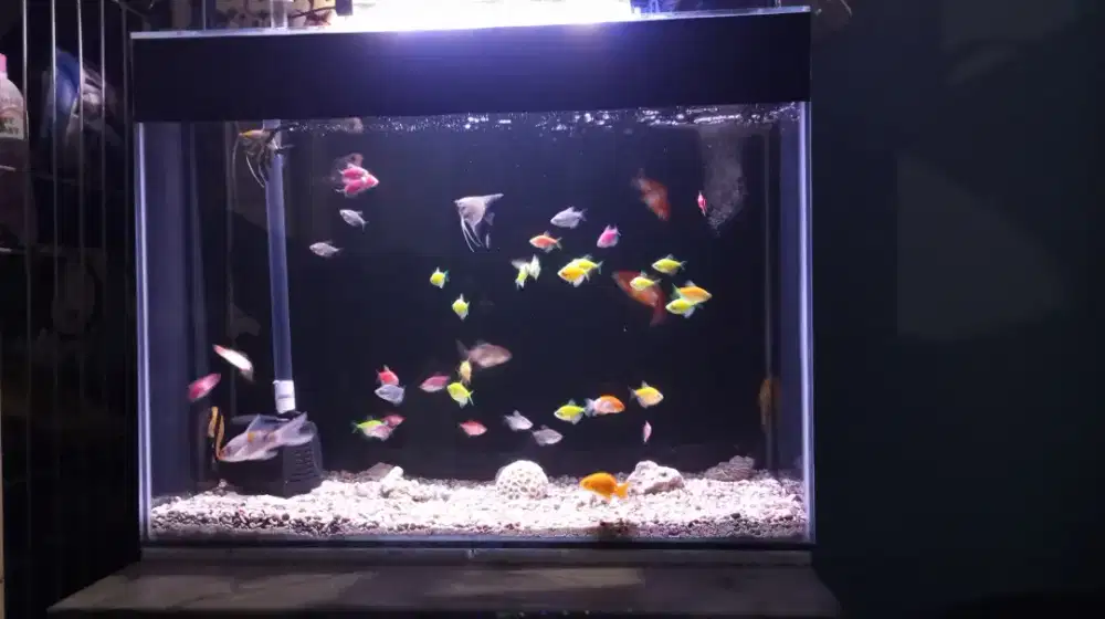 Dijual lengkap aquarium dan filternya tanpa pompa