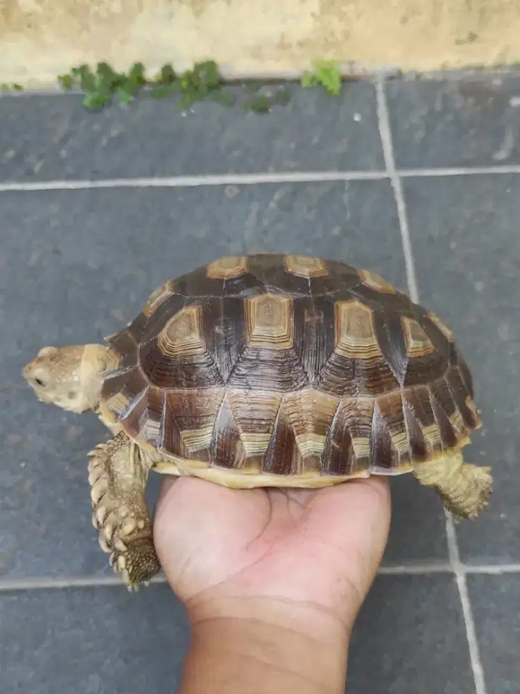 Sulcata prediksi betina