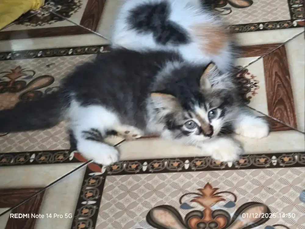 Jual kitten medium premium