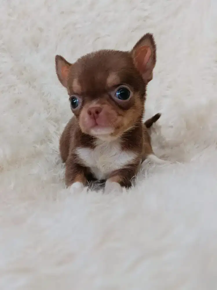 Jual chihuahua betina