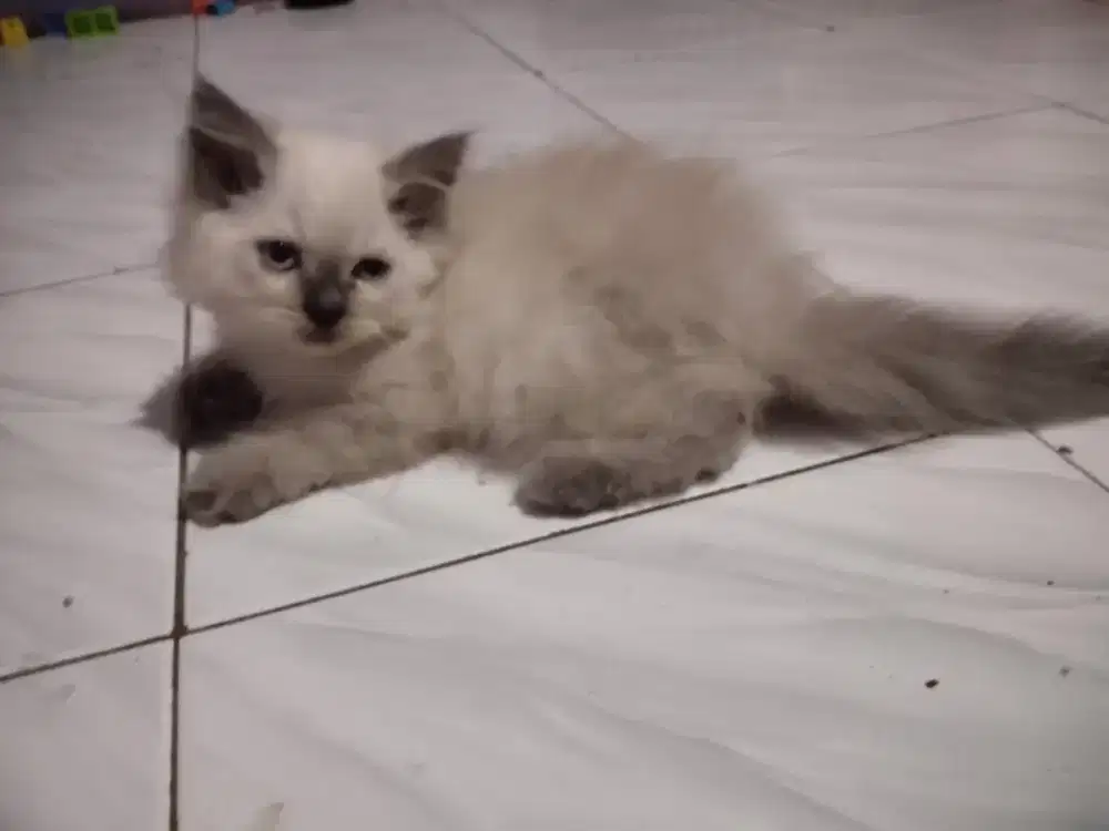 Lepas kucing himalaya