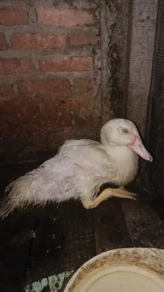 Jual Bebek Jumbo usia 3 bulan