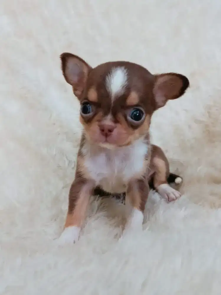 Jual chihuahua betina