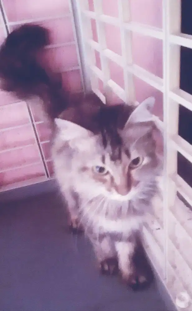 Jual Murah Kucing Mainecoon Classic Tabby Betina Manja & Friendly !!