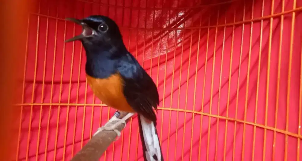 Burung murai seri f4