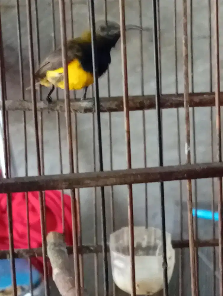 Burung master an rajin bunyi