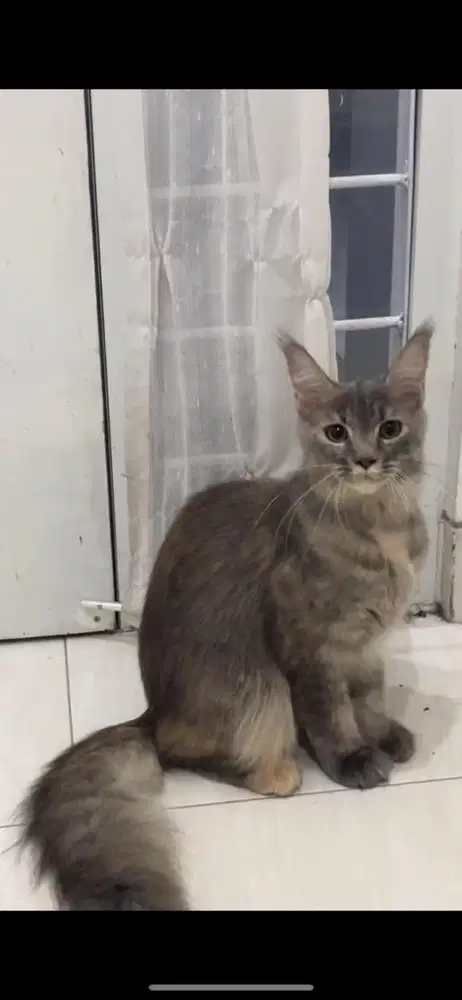 Kitten betina mainecoon