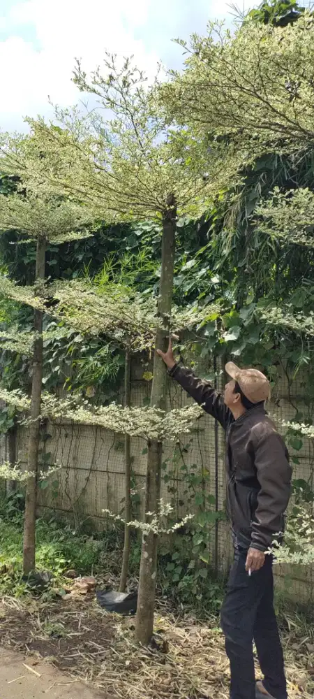 Jual pohon Ketapang varigata