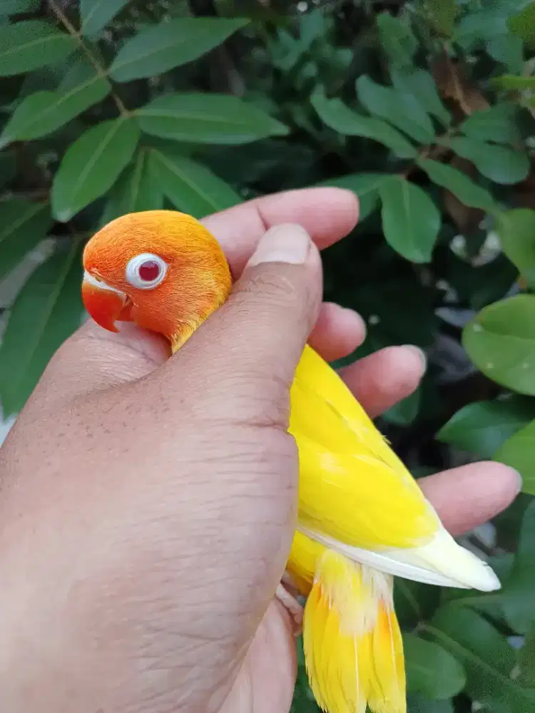 Lolohan lovebird lutino MM