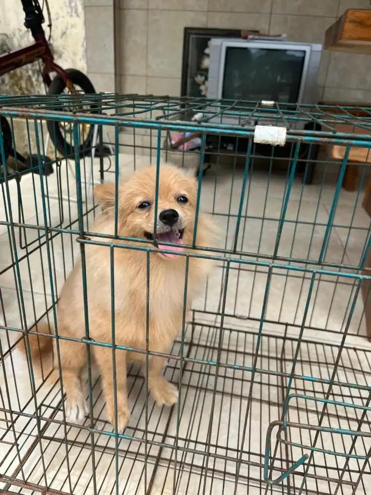 pom jantan 4,5 bulan