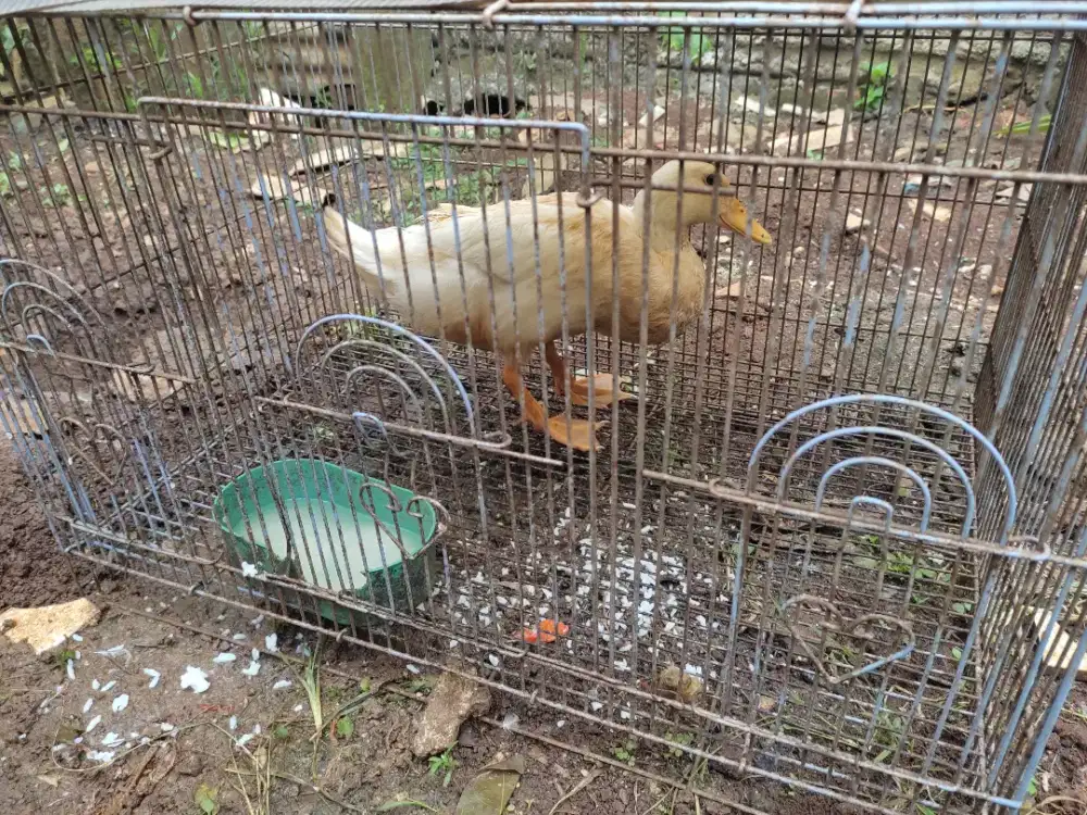 Bebek betina gembuk siap potong