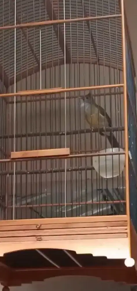 Burung masteran gacor