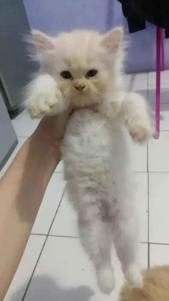 Open Adopsi kucing kitten