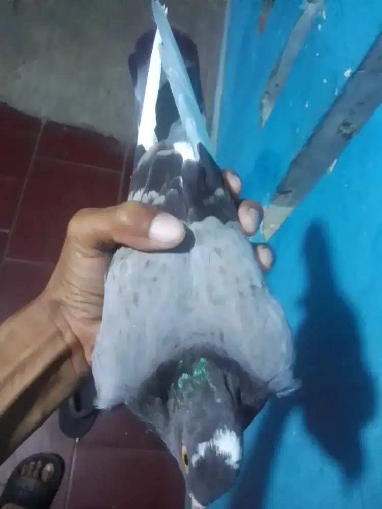 CEWEAN GEBERAN WARNA MEGAN SELAP TELORAN 100 AJA NET