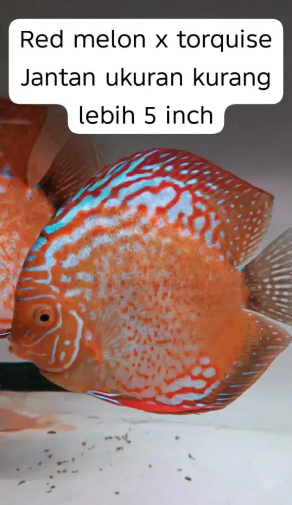 Discuss Berbagai Umur Murah