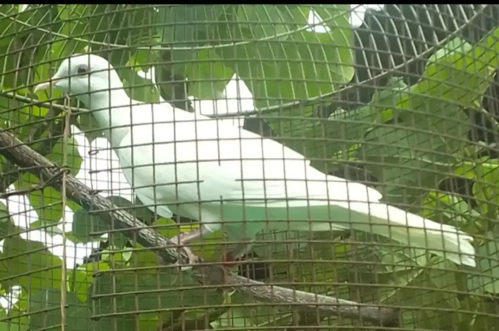 PUTER MATA HITAM GACOR PAGI SIANG SORE MLM 250 BURJA