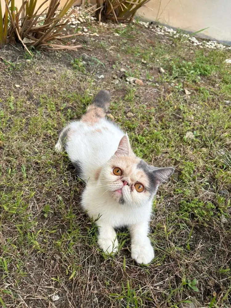 Kucing peaknose & kandang