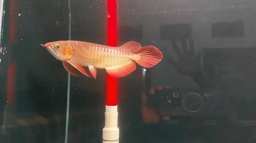 Super Red Genetik Merah 35cm