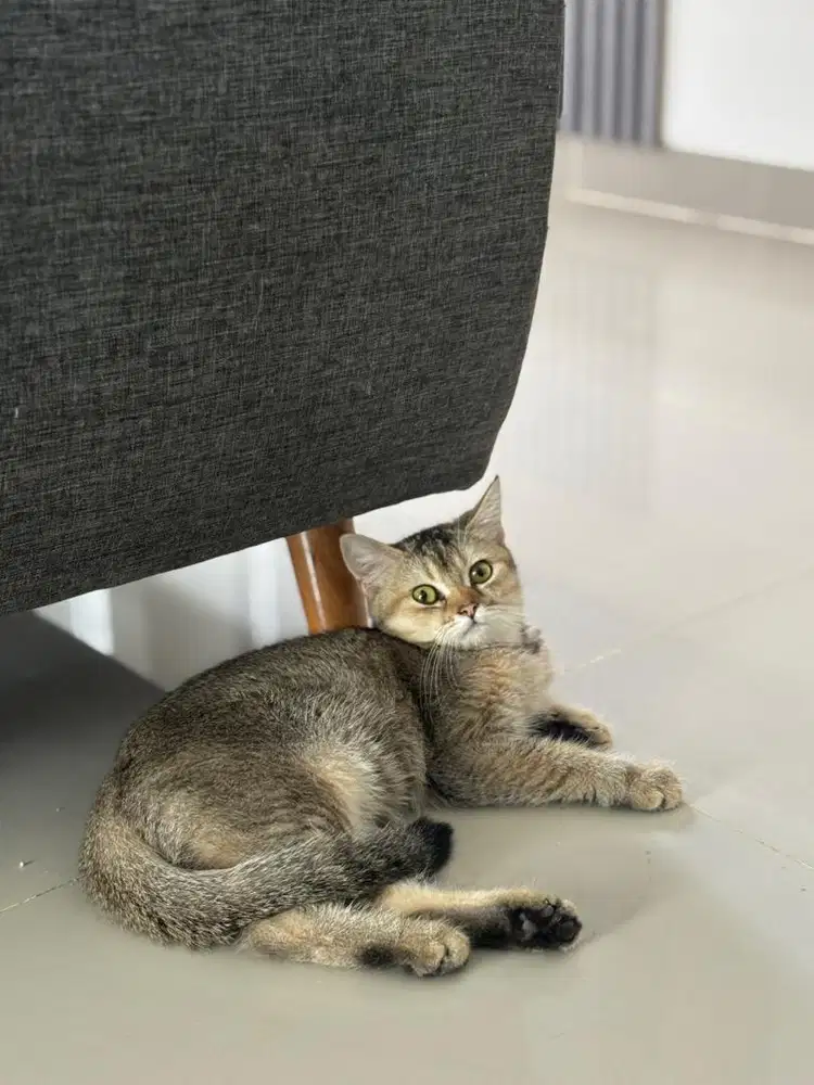 British Shorthair Betina anakan Ped BSH British Short Hair