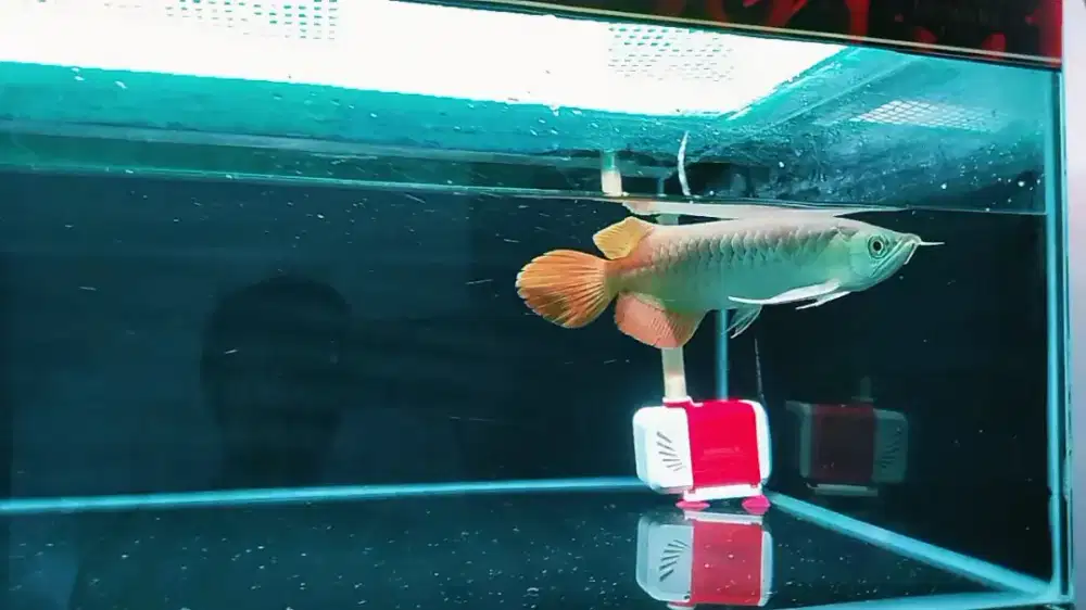 Super Red 28cm Sendok Gondrong