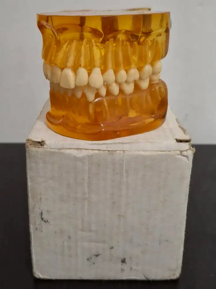 Dental Model Study Phantom Gigi