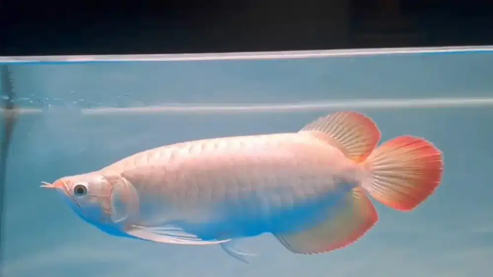 Super Red Sumo Kepala Tikus Metalik 43-45cm