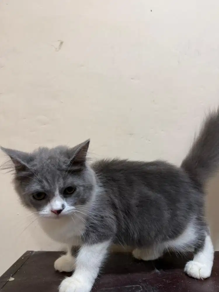 Lepas adop persia betina