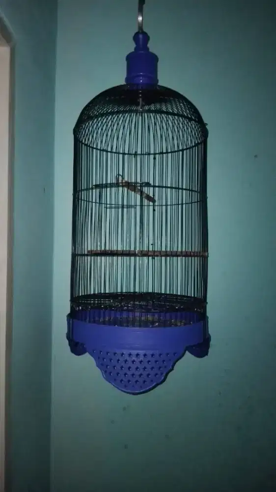 Kandang burung Lovebird