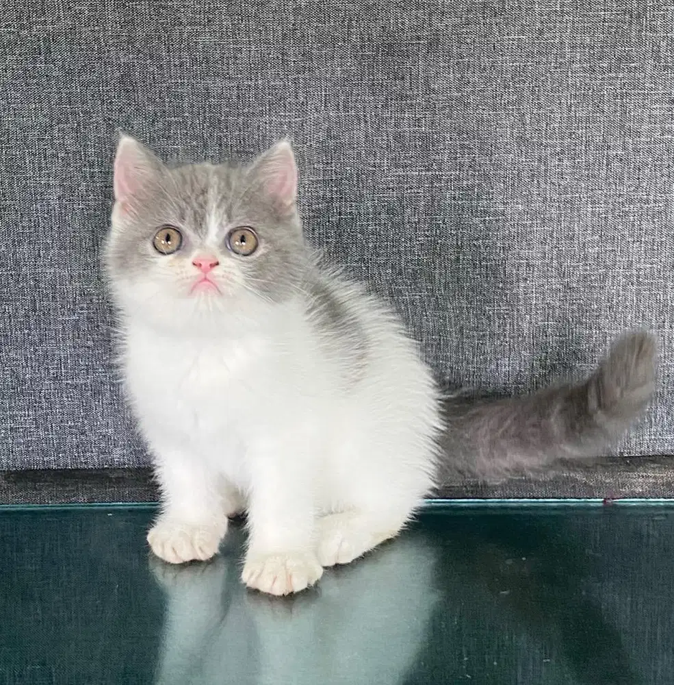 British shorthair abu putih